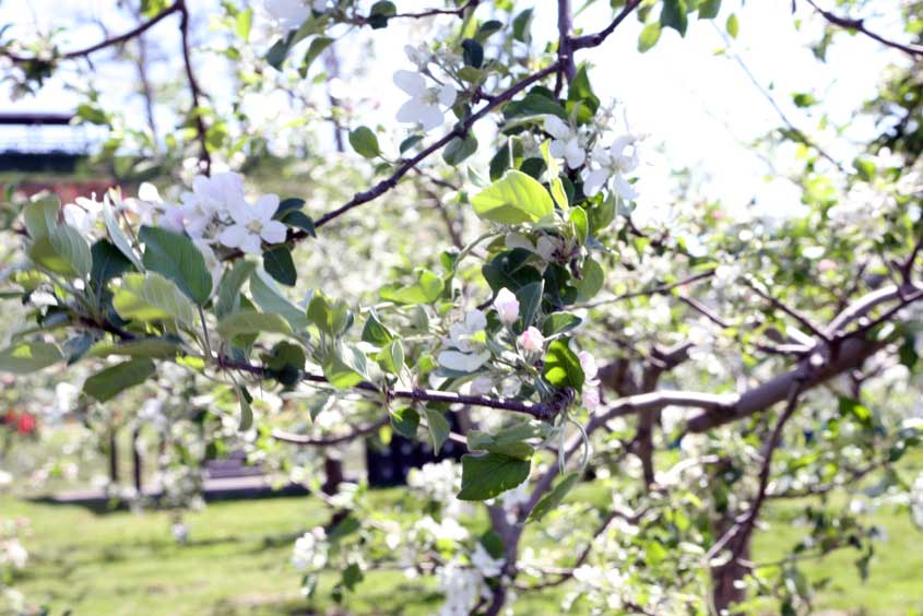 りんごの木の花　弘前