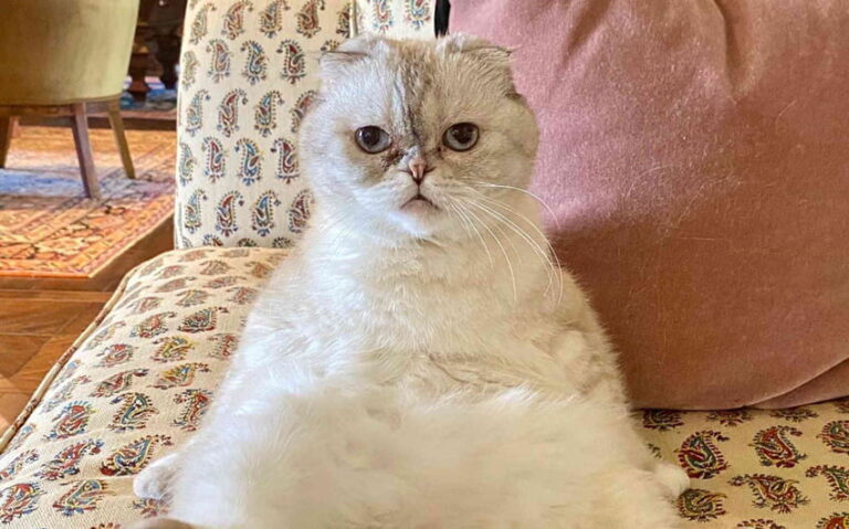 Net Worth of Taylor Swift’s Cat: The Fun “Fortune” Behind Olivia Benson